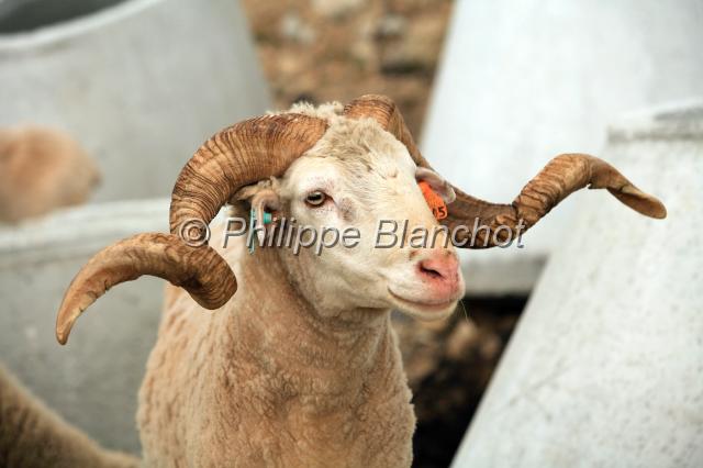 portugal minho 03.JPG - Mouton bordaleiraSerra da Peneda, Parque nacional  da Peneda Gerês, Portugal